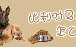 比利时马犬怎么养