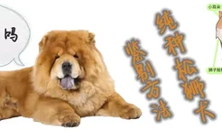 纯种松狮犬鉴别方法