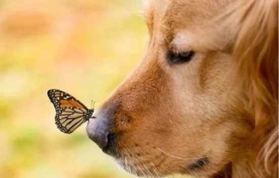 如何判断狗狗身上有没有寄生虫 六种观察方法教给你