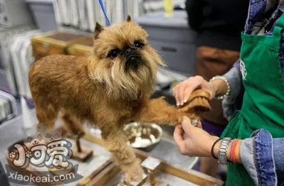 布鲁塞尔格里芬犬细小常见症状有什么