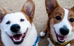 如何预防狗狗双排牙 这三种方法你知道吗？