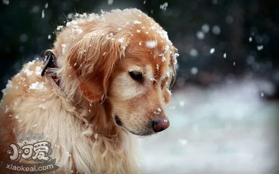 金毛犬什么时候发情 金毛寻回犬发情时间介绍1