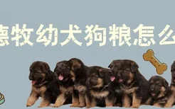 德牧幼犬狗粮怎么喂