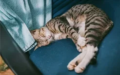 猫为什么会得关节炎 猫咪得关节炎如何治疗
