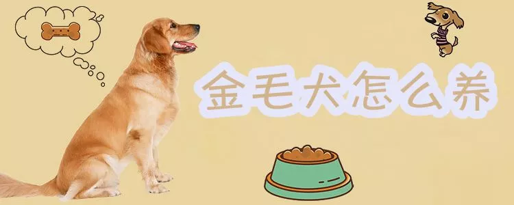 金毛犬怎么养