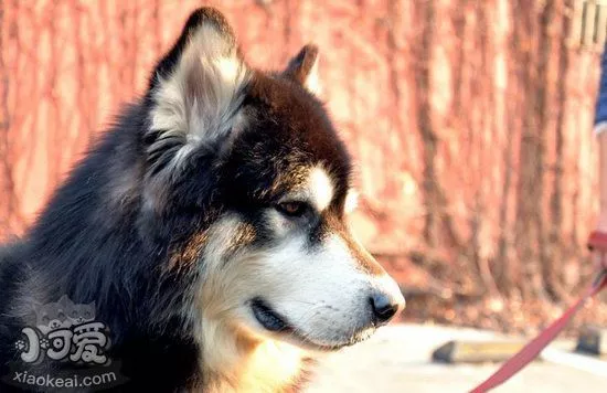 阿拉斯加雪橇犬发情怎么办 阿拉斯加雪橇犬发情护理心得1