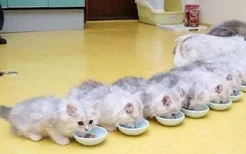 幼猫吃多少猫粮合适 幼猫喂食要控制时间