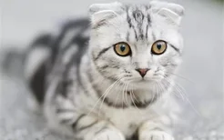 带血统的猫是什么意思 血统猫是纯种猫吗