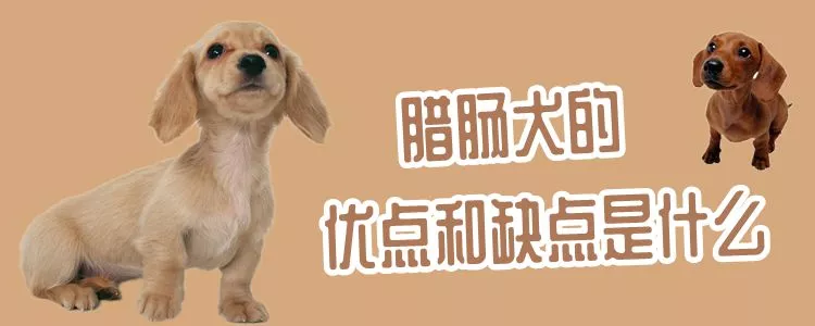 腊肠犬的优点和缺点是什么