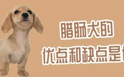 腊肠犬的优点和缺点是什么