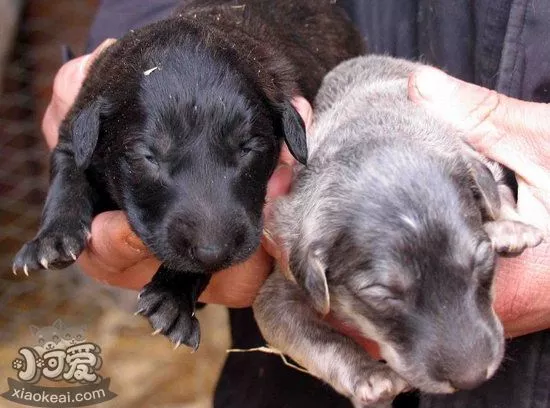 中国细犬发情怎么办 中国细犬发情护理方法1