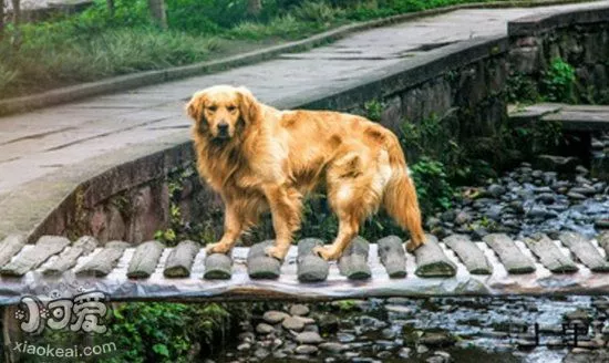 金毛犬什么时候绝育好 金毛寻回犬最佳绝育时间介绍1