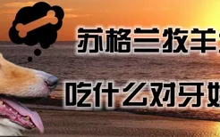 苏格兰牧羊犬吃什么对牙好