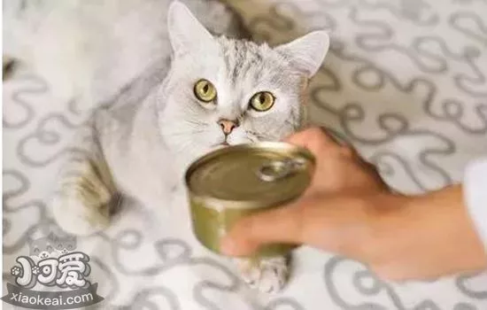 猫罐头瘪了能不能吃 猫罐头有讲究