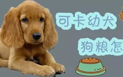 可卡幼犬狗粮怎么喂