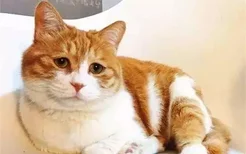 橘猫是什么品种 橘猫为什么都那么胖