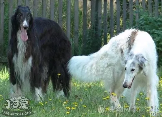 苏俄猎狼犬什么时候发情 苏俄猎狼犬发情期护理心得