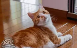 怎么教猫用猫抓板 不想家具被毁就要会这招