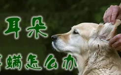 狗耳朵长耳螨怎么办