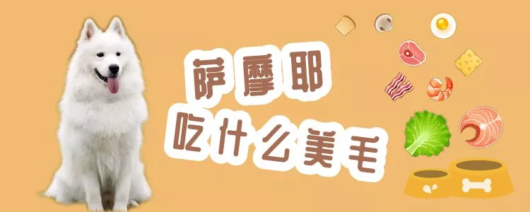 萨摩耶吃什么美毛