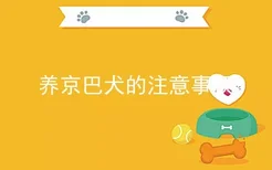 养京巴犬的注意事项