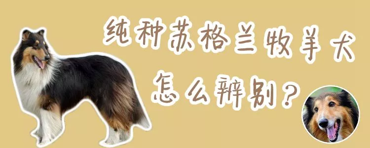 纯种苏格兰牧羊犬怎么辨别