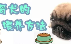 巴哥犬的喂养方法