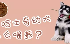 哈士奇幼犬怎么喂养