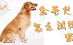 金毛犬怎么训练坐下