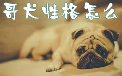 巴哥犬性格怎么样