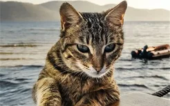 猫为什么会怕水 猫怕水的原因是什么