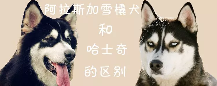 阿拉斯加雪橇犬和哈士奇的区别1