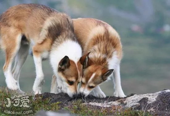 挪威伦德猎犬拉稀怎么办 挪威伦德猎犬拉肚子解决方法1