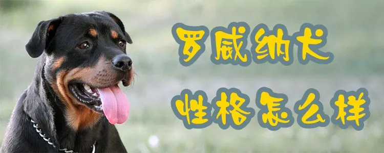 罗威纳犬性格怎么样