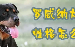 罗威纳犬性格怎么样