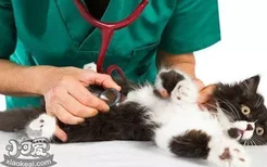 猫膀胱炎怎么治疗 多喝水对猫也适用