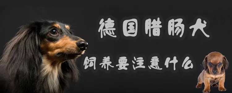 德国腊肠犬饲养要注意什么