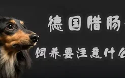 德国腊肠犬饲养要注意什么