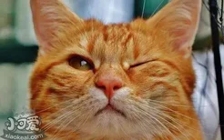 橘猫是什么品种 橘猫多少钱一只？