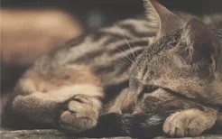 猫咪为什么会厌食 使猫咪厌食的因素有哪些