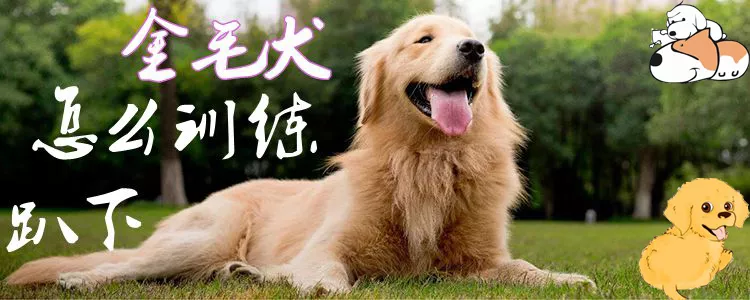 金毛犬怎么训练趴下