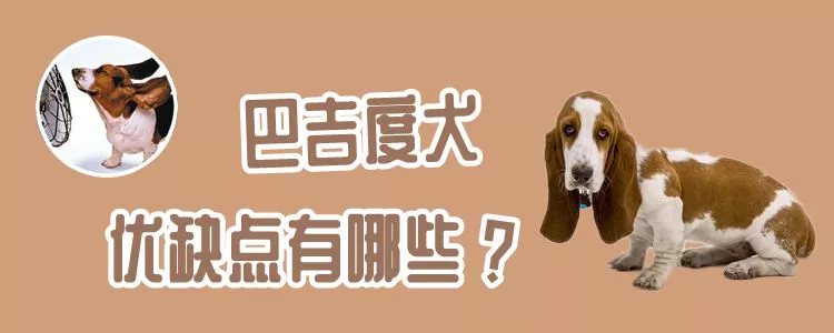 巴吉度犬优缺点有哪些