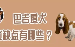 巴吉度犬优缺点有哪些