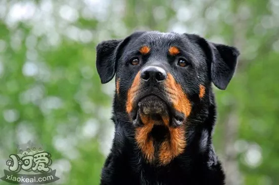 罗威纳犬厌食怎么办 罗威纳犬厌食解决办法