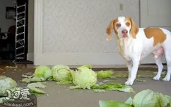 狗狗可以吃卷心菜吗 狗狗吃卷心菜有什么好处