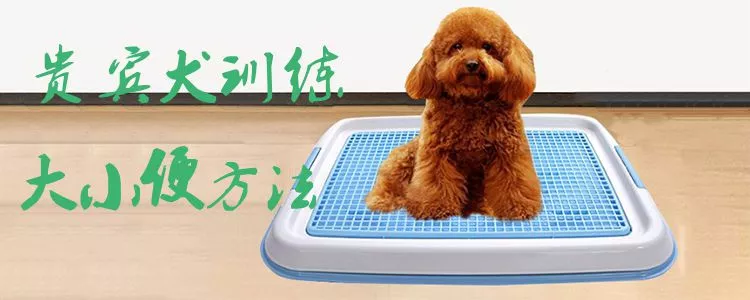 贵宾犬训练大小便方法1