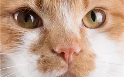 如何判断猫生病了 眼鼻口的分泌物有助于判断