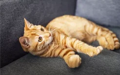猫咪为什么会得空调病 空调病要如何预防或治疗