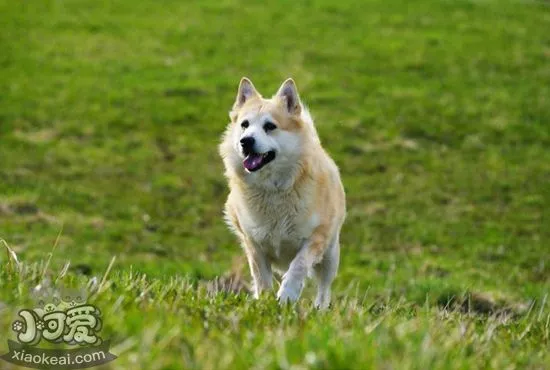 挪威布哈德犬有耳螨如何治疗 挪威布哈德犬耳螨治疗