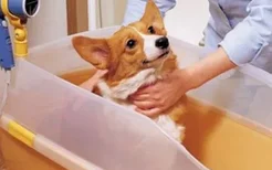 在家给狗狗洗澡的程序 教你科学的给狗狗洗澡